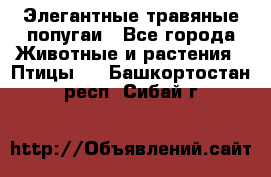 Элегантные травяные попугаи - Все города Животные и растения » Птицы   . Башкортостан респ.,Сибай г.